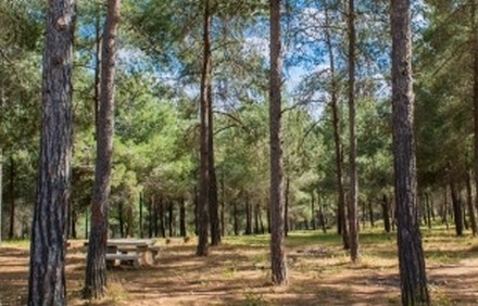 יער בלפור. צילום: סוכנות ג'יני, ארכיון הצילומים של קקל